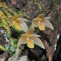 Bulbophyllum minutissimum (?)