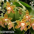 amboinensis - Phalaenopsis