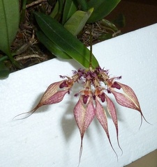 Bulbophyllum rothschildianum
