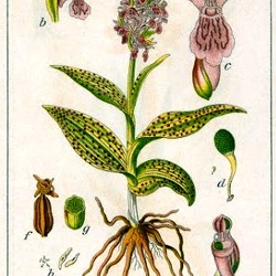 latifolia