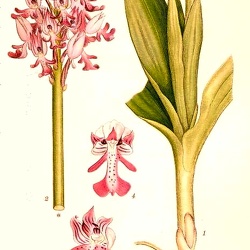 Orchis (Orchi.)