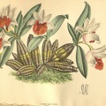 Dendrobium_bellatulum.jpg