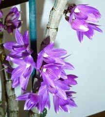 Dendrobium Kuniko