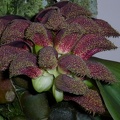 Bulb. phalaenopsis 100_0050.JPG