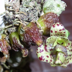 Bulbophyllum (Bulb.)