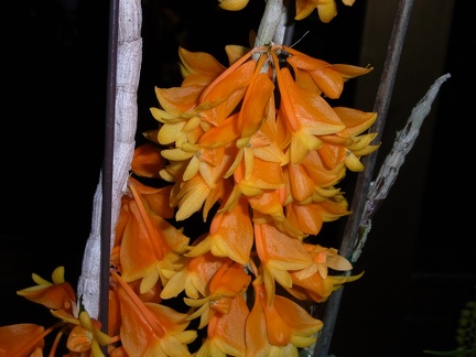 Den. chrysopterum