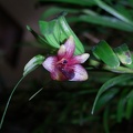 Den. erectifolium 100_0007.JPG