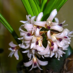 variegatum