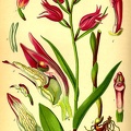 Cephalanthera rubra (Old Print)