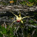 Caladenia infundibularis Funnel-web Spider Orchid Hardy Inlet Yacht Club Augusta IMG_1810.JPG