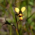 Diuris laxiflora Bee Orchid Tenterden IMG_9415.JPG