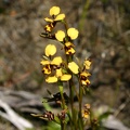 Diuris laxiflora Bee Orchid Tenterden IMG_9519.JPG