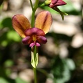 Diuris longifolia Purple Pansy Orchid Rocks Walktrail Shannon NP IMG_0643.JPG