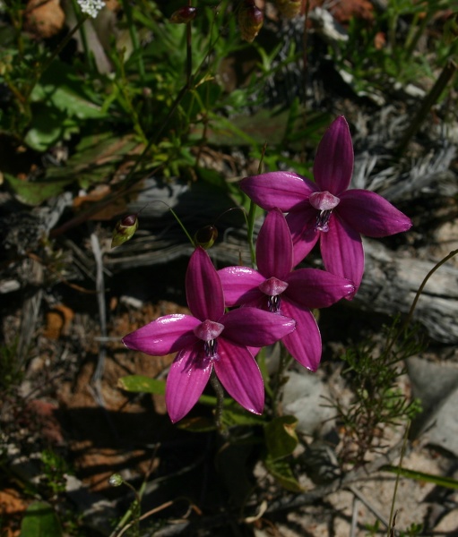 Elythranthera emarginata Pink Enamel Orchid Mt Lesueur NP IMG_8137.JPG