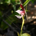 Leptoceras menziesii Rabbit Orchid Stirling Range Retreat IMG_8635.JPG