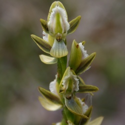 Prasophyllum (Pras.)
