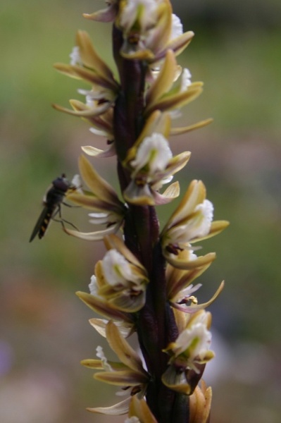Prasophyllum elatum Tall Leek Orchid Mt Barker IMG_9191.JPG