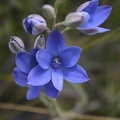 Thelymitra crinita Blue lady Orchid Nature Walking Trail Ambergate Reserve Busselton IMG_1952.JPG