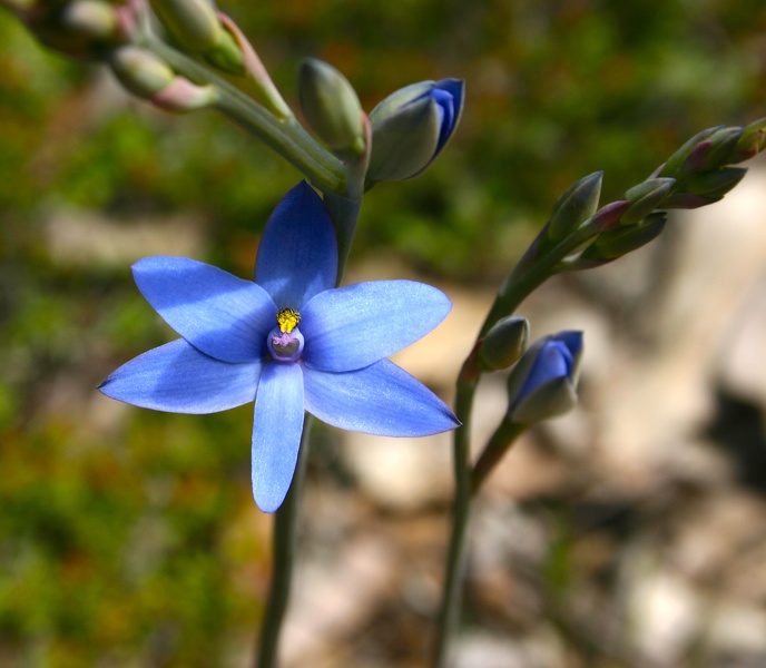 Thelymitra crinita Blue Lady Orchid Fernhook Falls Mount Frankland NP IMG_0332.JPG