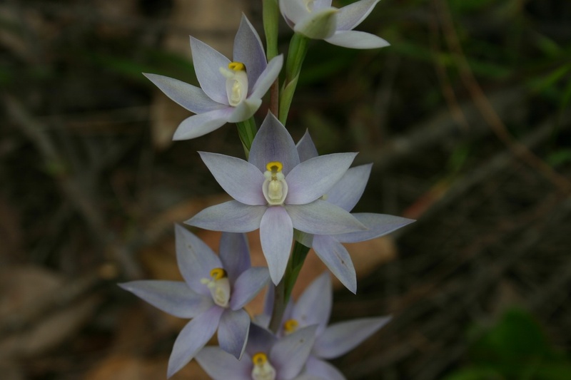 Thelymitra macrophylla Scented Sun Orchid Paper Collar Creek IMG_8723.JPG