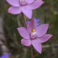 Thelymitra macrophylla Scented Sun Stirling Range Retreat IMG_8720.JPG
