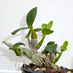 Dendrobium (Den.)