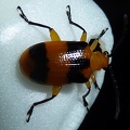 Dendrobium Beetle