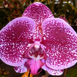 Phalaenopsis (Phal.)