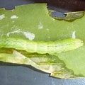 Green Caterpillar eating a Cyrtorchis arcuata leaf.
