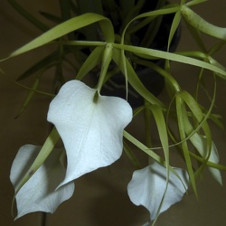 nodosa var. grandiflora