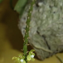 Saccolabiopsis (Slps.)