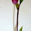 Phrag. sedenii - 2nd Flower opened first.