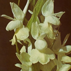 Dactylorhiza (Dact.)