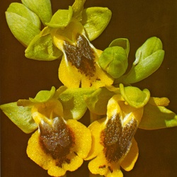 Ophrys (Oph.)