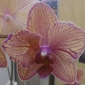Phalaenopsis - Petals