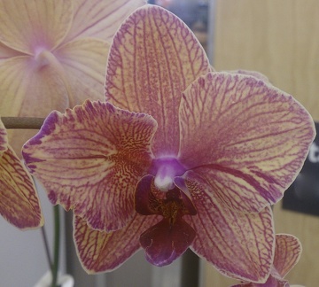 Phalaenopsis - Petals