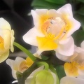 Phalaenopsis: Peloric Flowers