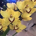 Orchids - World_20150718_09_25_10_Pro.jpg