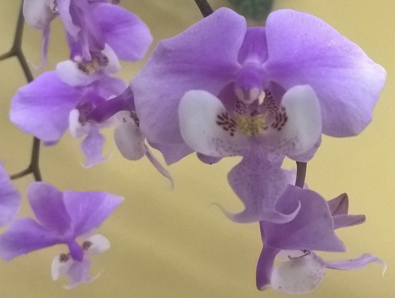Orchids - World_20150922_19_26_10_Pro.jpg
