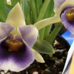 Cochleanthes (Cnths.)