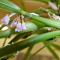 graminifolium