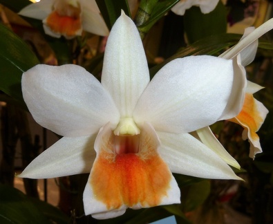 Roongkamol Vejvarut "Orchidport"