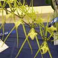 Brassia Rex..JPG