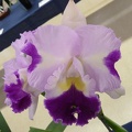 C. Orchid Affair.JPG