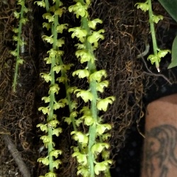 Peristeranthus (Perths.)