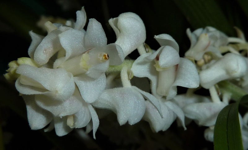 Bryobium [Byb.] hyacinthoides.JPG