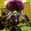 Paph. Hsinying Larry x Paph. Hsinying Yahoo.JPG