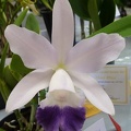 C. Cariad's Mini-Quinee (C. Mini Purple x C. intermedia).JPG