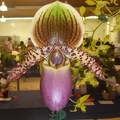 Paph. Yongala 'Rock and Roll'.JPG