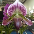 (Paph. Ruby Peacock x Paph. Hsinying Web).JPG